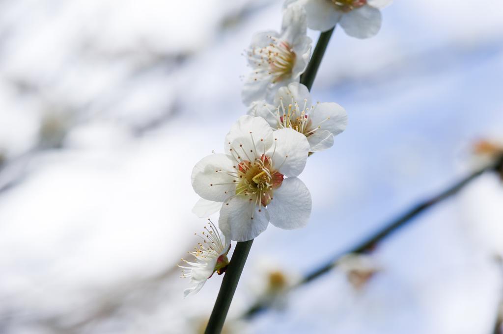 Yutouya Ryokan 丰冈市 外观 照片